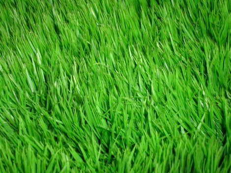 Green Grass