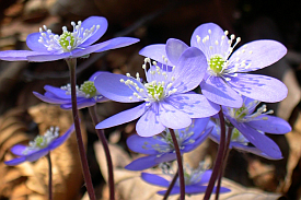 Hepatica Flower