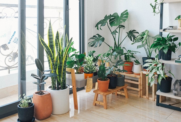 Arrangement of Houseplants during cold weather