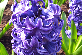 Hyacinth Flower