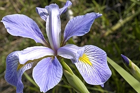 Iris Flowers