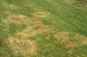 Lawn Brown Patch