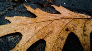 nashville leaf removal