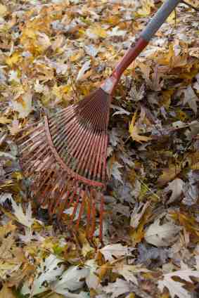 Leaf Removal