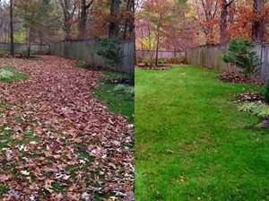 Fall Leaves Clean-up