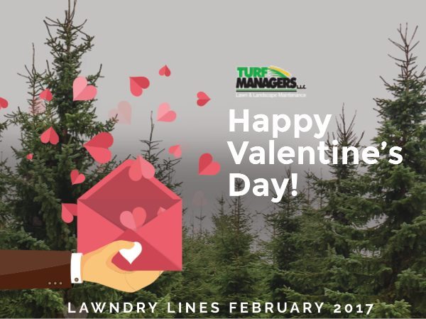 loving your lawn all winter long
