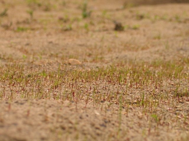 newly-seeded-grass