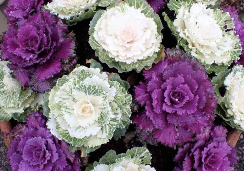 Ornamental Cabbage