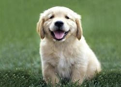 photo_-_golden_retriever photo_-_golden_retriever