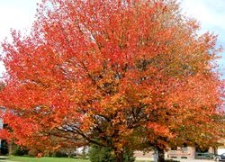 photo_-_october_glory_maple photo_-_october_glory_maple