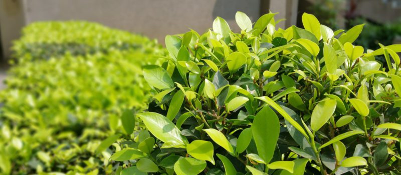 Tree and Shrub
