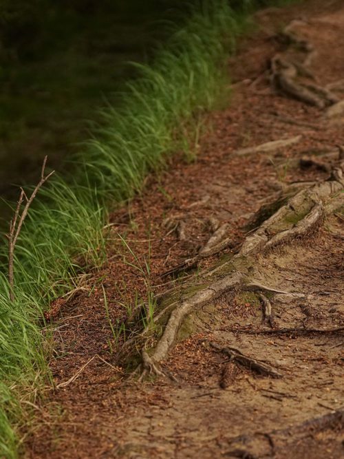 Exposed roots in path