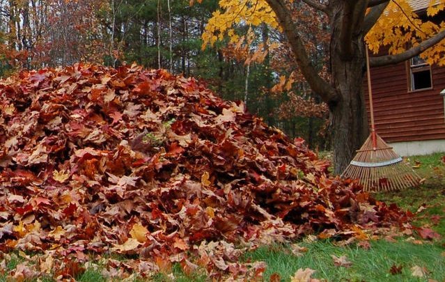 raking-leaves