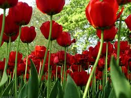 Red Tulips