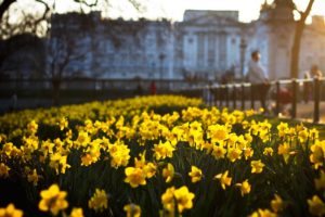 Close-up Buttercups Planting