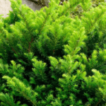 Healthy Green Shrubbery