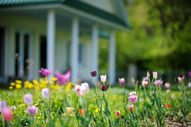 Tulip filled flower bed