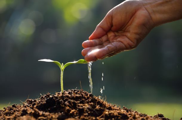 Sprout in Dirt