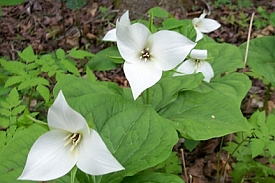 Flower - Sweet White Trillium