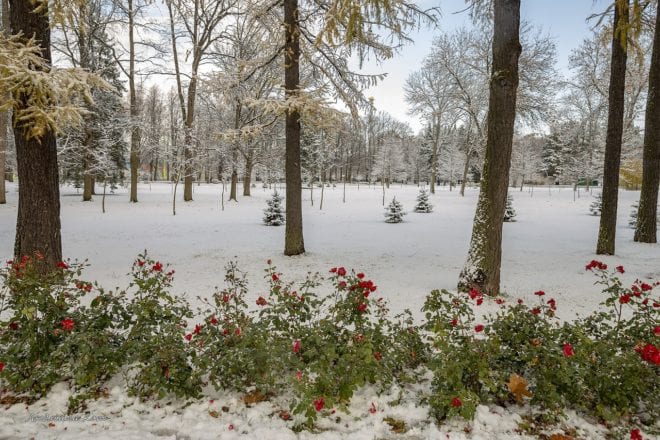 Newly snow covered lawn - protect your plants this winter