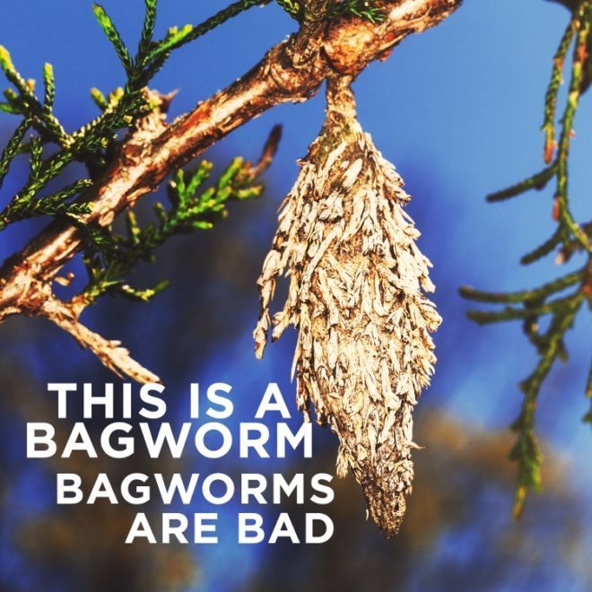 Bagworms are Bad
