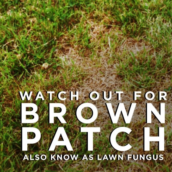 Lawn Fungus - Brown Patch