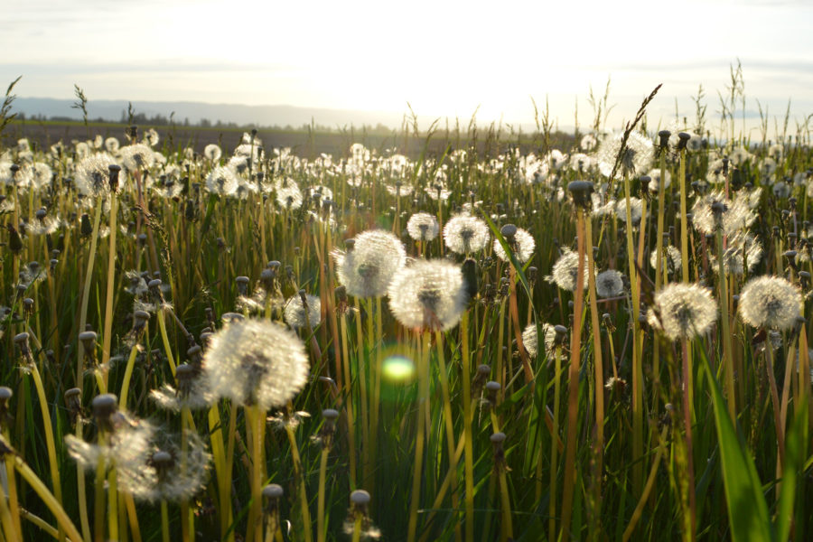 Dandelions are fun, but also a nuisance. Turf Managers can help get rid of weeds, including dandelions.