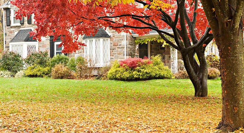 Residential Lawn in the Fall