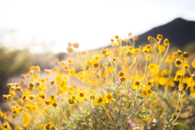 Prepare your lawn - Yellow wildflowers