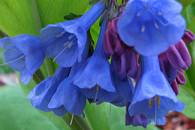 Virginia Bluebell Flower