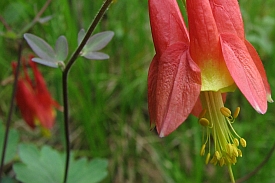 Wild Columbine Flower