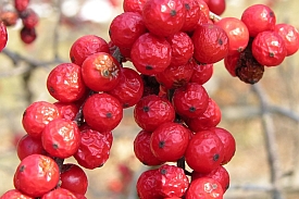 Winterberry Flower