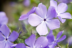 Woodland Phlox